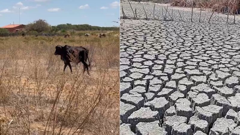 Seca em Irecê: lavouras perdidas, rebanhos ameaçados e população pede socorro