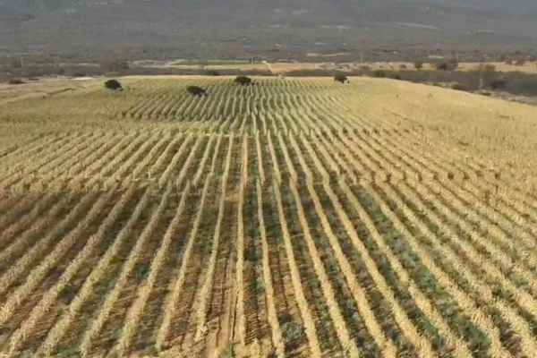 Polícia descobre mega plantação de maconha e incinera mais de 4 toneladas da droga