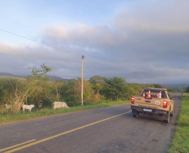 BPRv realiza ação “Pista não é Pasto” e retira bovinos da BA-419 em Mirangaba