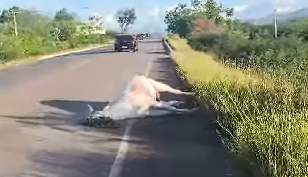 Colisão entre veículo e animal solto na pista é registrado na BR-324, em Jacobina.