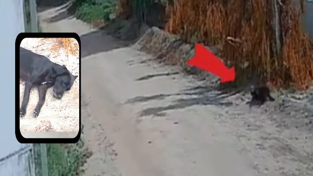 Morador é apontado como suspeito de matar cadela com disparo de arma de fogo em Capim Grosso