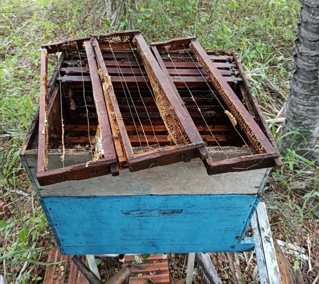 Furtos de mel atingem apiários em Quixabeira e Capim Grosso