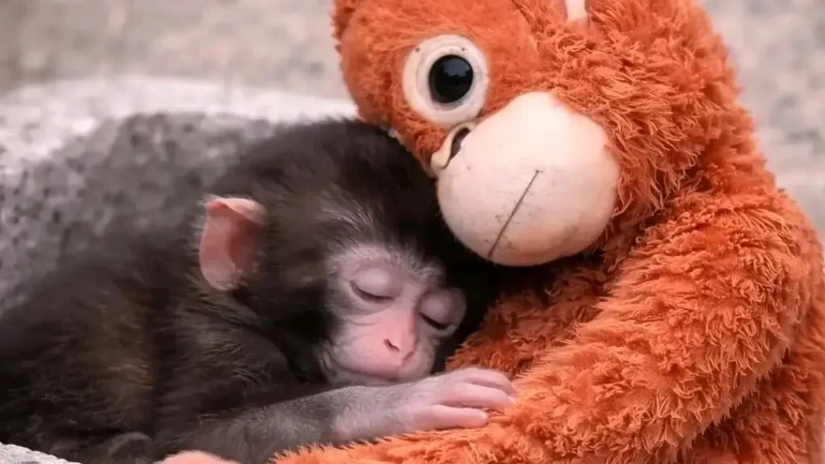 Filhote de macaco rejeitado pela mãe comove ao se apegar a bichinho de pelúcia em zoo