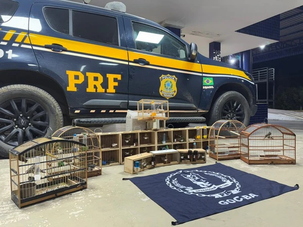 Mais de 40 aves são resgatadas em ônibus interestadual na Bahia