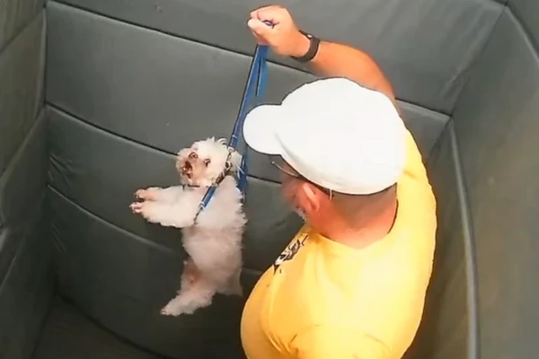 Guarda aposentado é flagrado agredindo cachorro em elevador de prédio de luxo