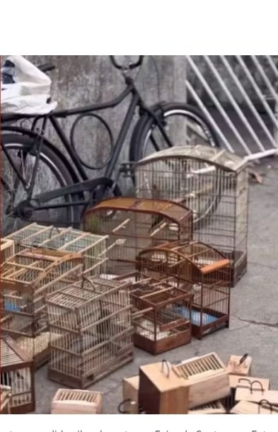 Operação resgata 75 animais silvestres vendidos ilegalmente em Feira de Santana