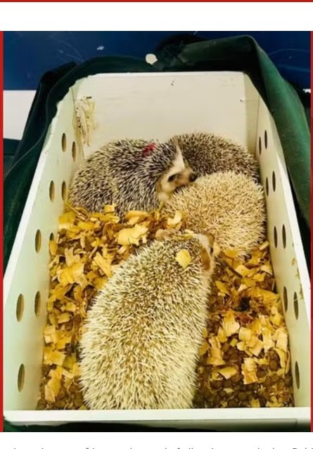 PRF apreende quatro ouriços pigmeus africanos dentro de ônibus interestadual na Bahia