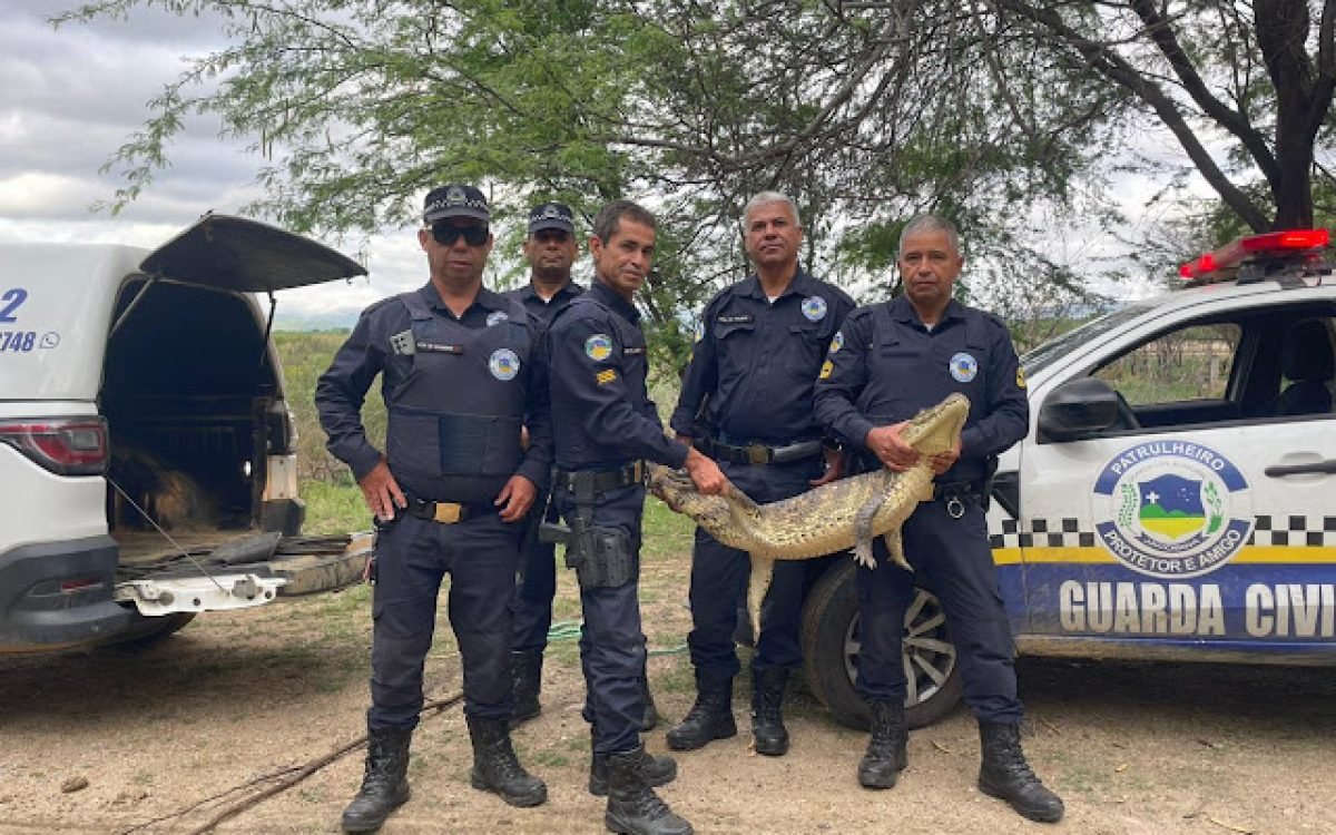 GCM de Jacobina captura jacaré próximo ao IFBA e devolve animal ao habitat natural