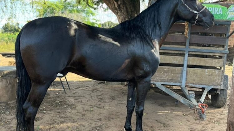 Enxame de abelhas provoca morte de três cavalos durante passeio em Jacobina