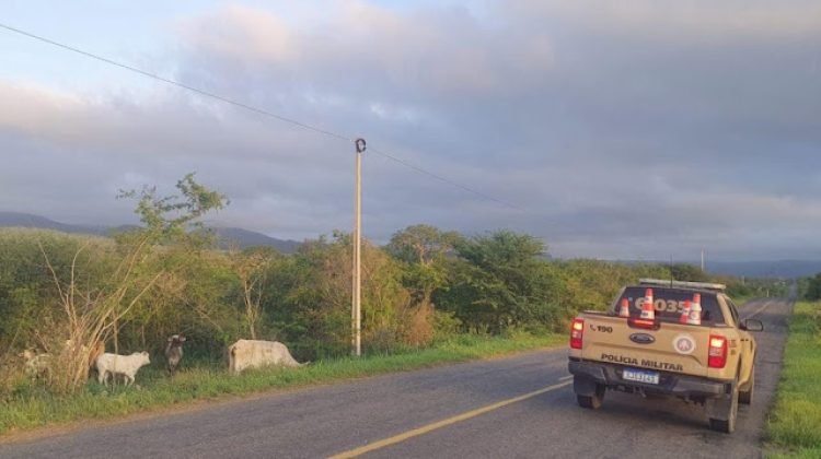 BPRv realiza ação “Pista não é Pasto” e retira bovinos da BA-419 em Mirangaba