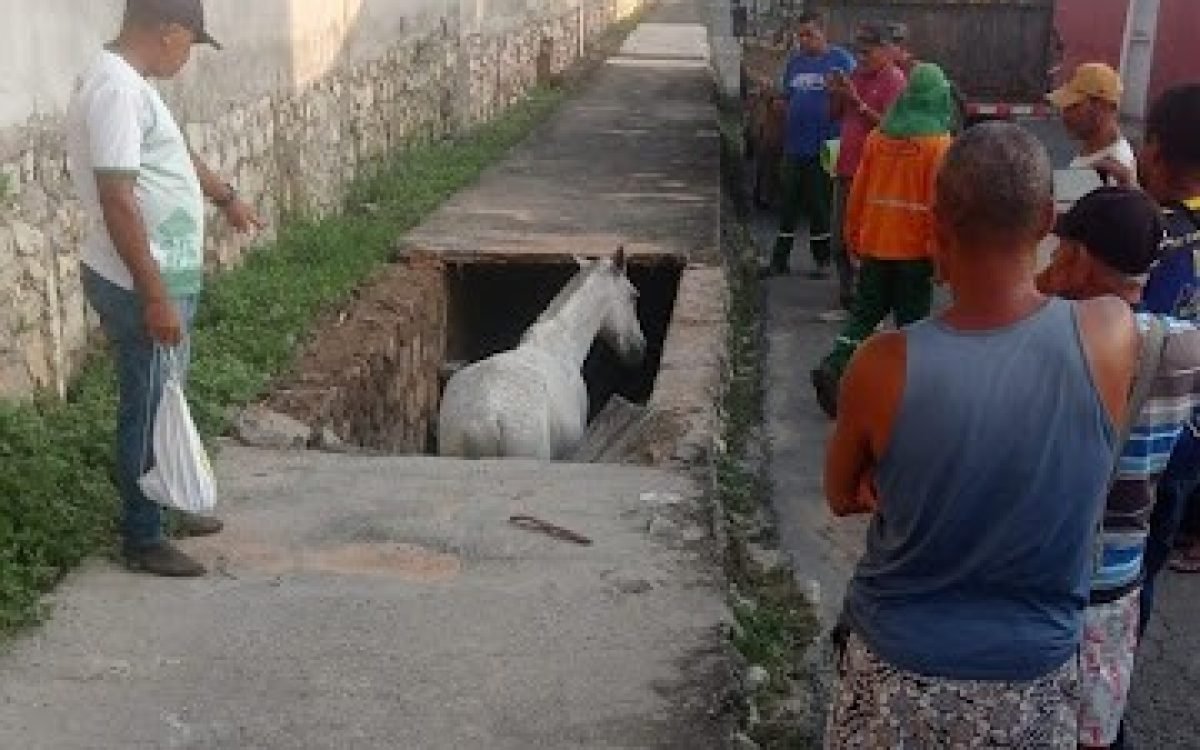 Égua é resgatada após cair em bueiro próximo a Feira Livre de Jacobina.