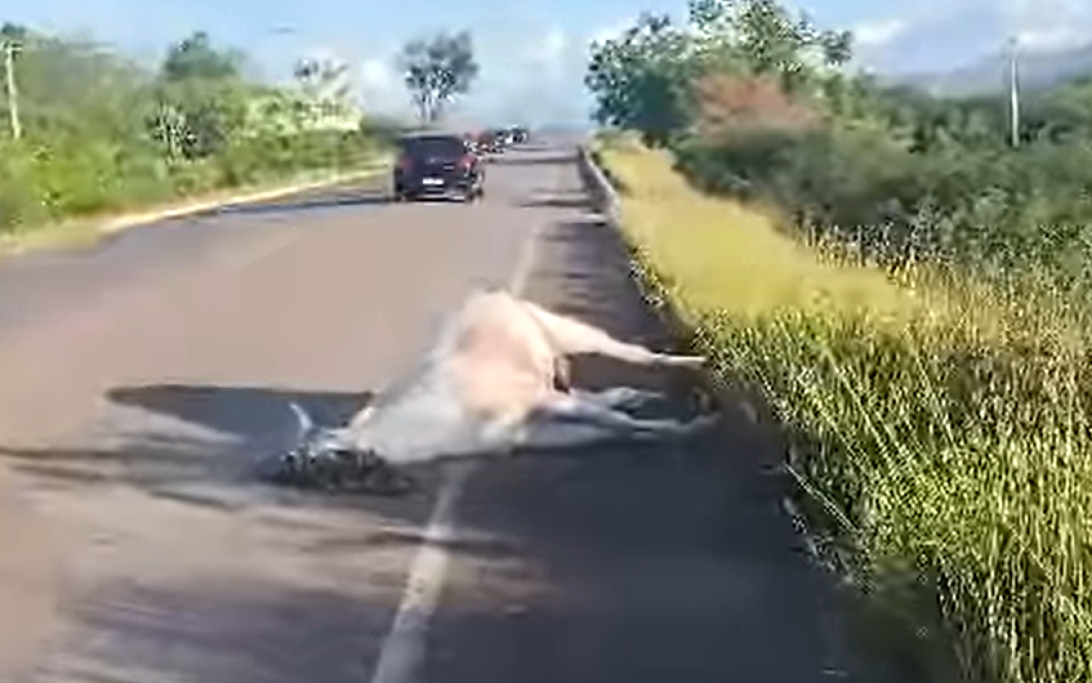 Colisão entre veículo e animal solto na pista é registrado na BR-324, em Jacobina.