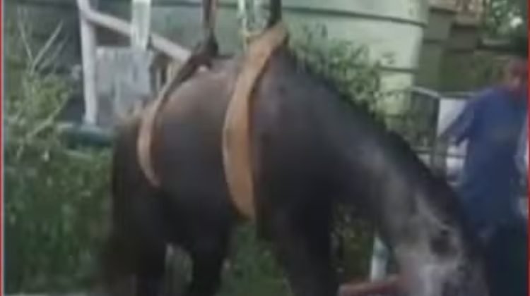 Cavalo é resgatado após cair em poço de estação de esgoto na Bahia; operação durou cinco horas