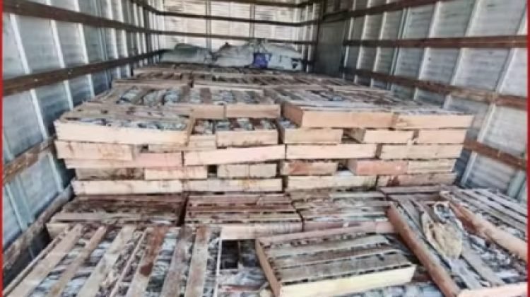 Nove toneladas de peixe são apreendidas em caminhão na Bahia