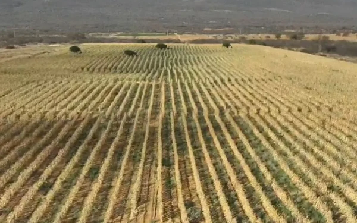 Polícia descobre mega plantação de maconha e incinera mais de 4 toneladas da droga