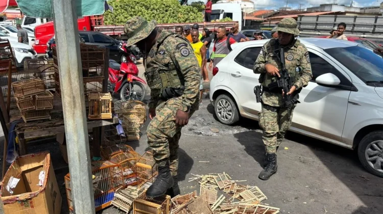 Aves silvestres são resgatadas durante ação na Bahia e três pessoas são presas