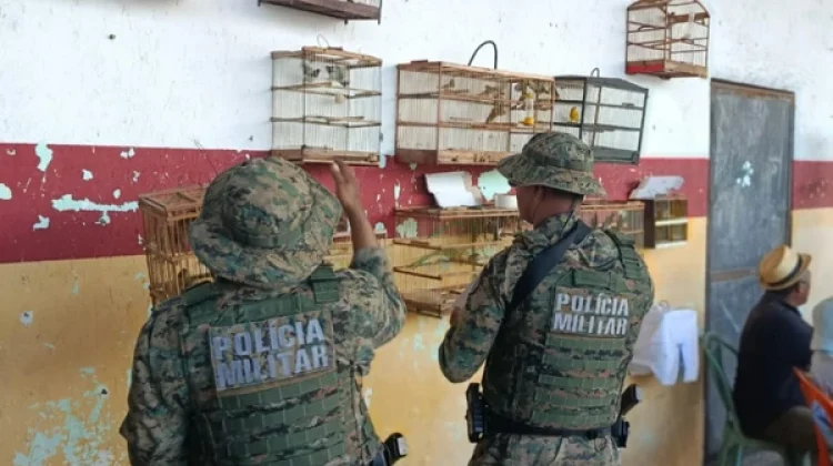 Operações na Bahia resgatam quase 300 aves silvestres de comércio ilegal