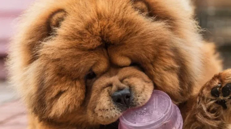 cão de estimação arranca lábio da dona e é submetido à eutanásia em Rondônia