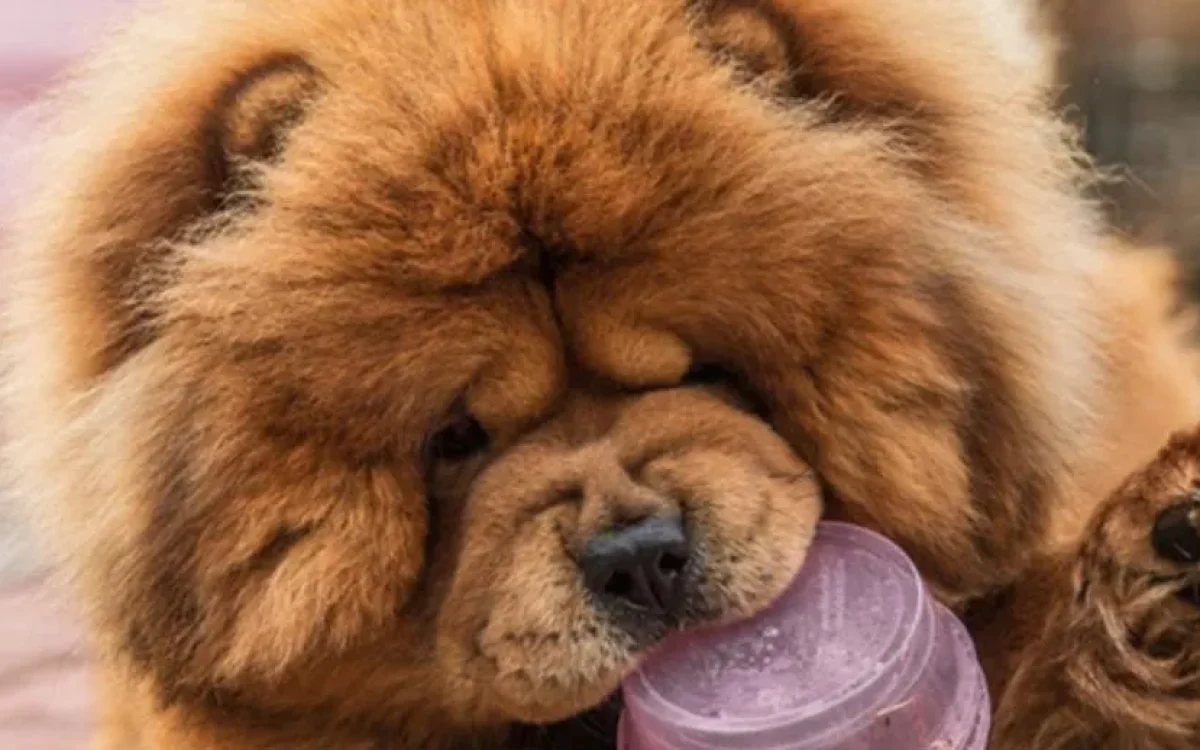 cão de estimação arranca lábio da dona e é submetido à eutanásia em Rondônia
