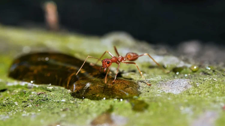 Picada de formiga em crianças pode causar choque anafilático