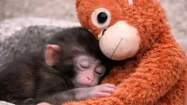 Filhote de macaco rejeitado pela mãe comove ao se apegar a bichinho de pelúcia em zoo