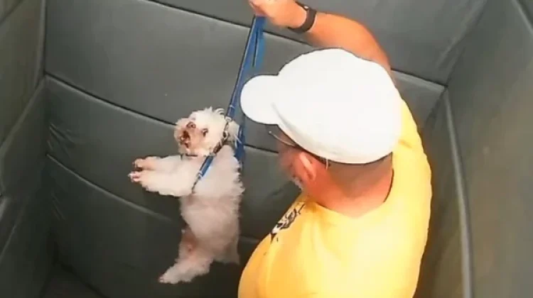 Guarda aposentado é flagrado agredindo cachorro em elevador de prédio de luxo