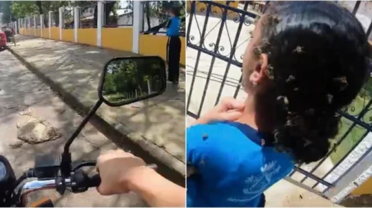 Motoboy enfrenta enxame de abelhas, leva 40 picadas e salva menina de 12 anos em meio a ataque