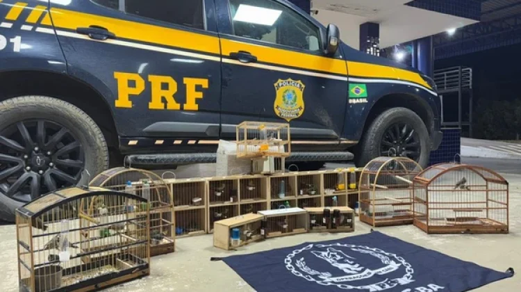 Mais de 40 aves são resgatadas em ônibus interestadual na Bahia