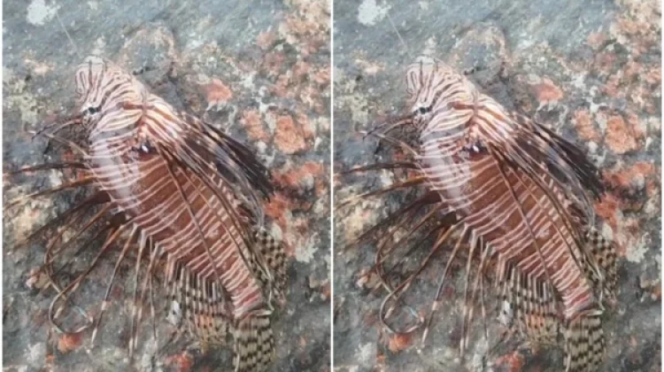 Peixe de espécie invasora é capturado em famosa praia de Ilhéus